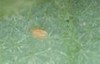 amblyseius cucumeris