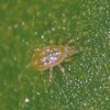 amblyseius-cucumeris