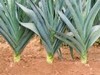 Avano