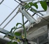 ECO-Bio Tomatenhaken 22cm 31