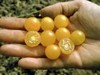 currant