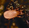 hypoaspis miles