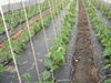 jute2
