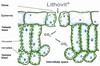 Lithovit-Blattduenger