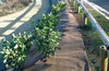 plantex_gold2