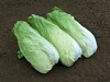 zuckerhut