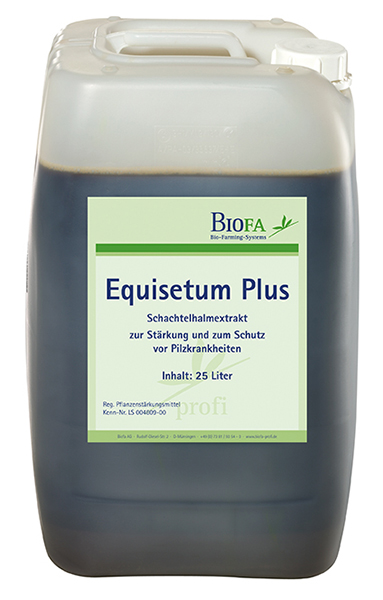 equisetum