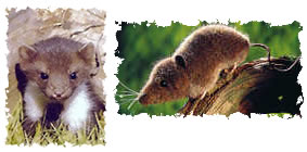   - Wildvergr&auml;mung