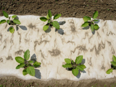   - ECOKrepp Mulchpapier