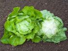 - Salat