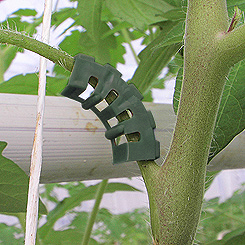    - ECO-Bio Rispenb&uuml;gel
